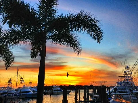Sunset Celebration