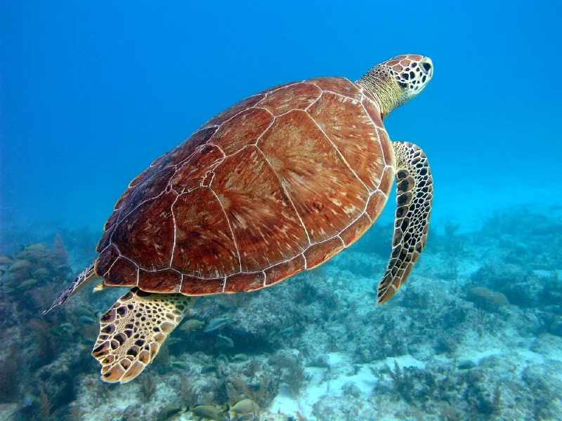 beautiful-florida-sea-turtle_2_800