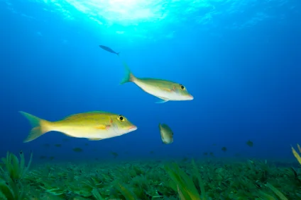 fishy_424