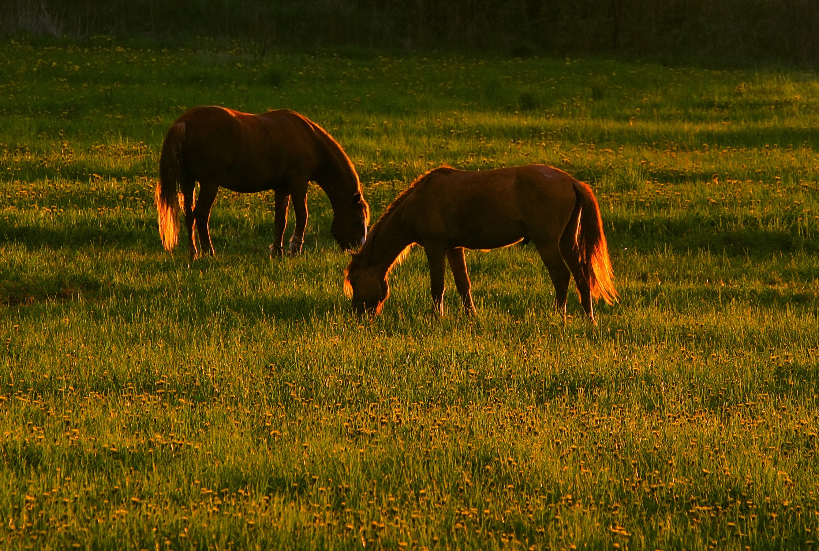 grazing_horses_2676