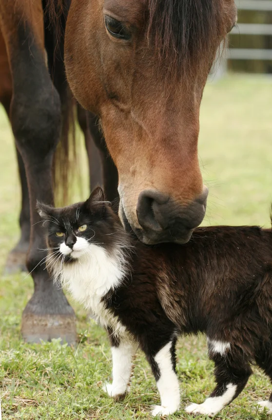 horseykitty_860
