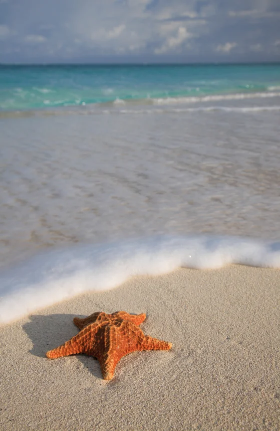 istock_000004052656small_859