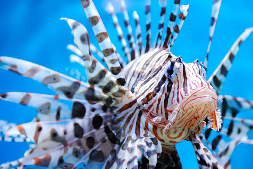 The Lionfish Derby at Sailfish Marina