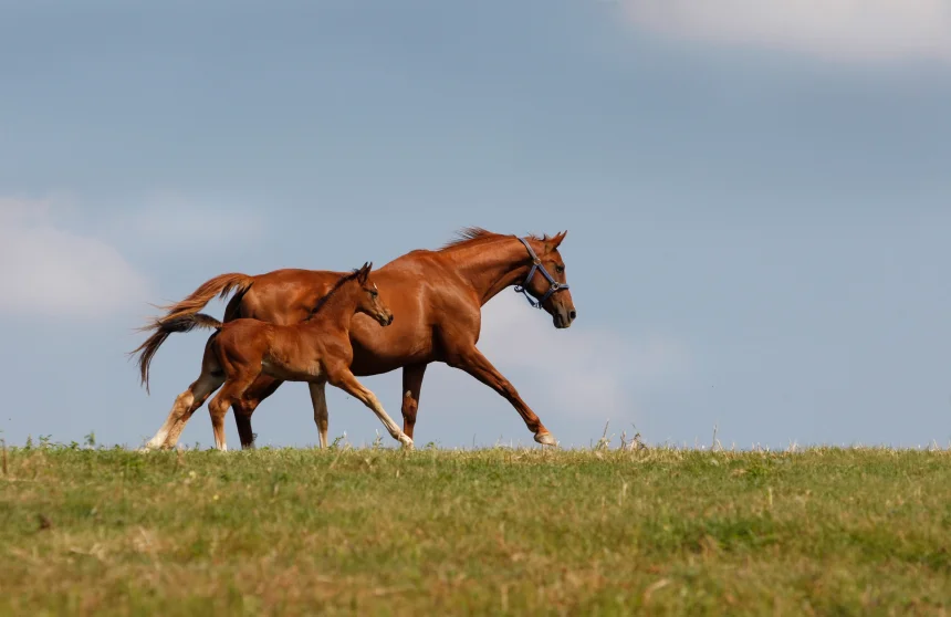 istock_000010556379small1_860_02