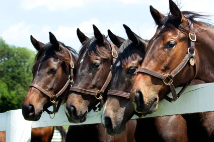 Miami Beach Horse Show