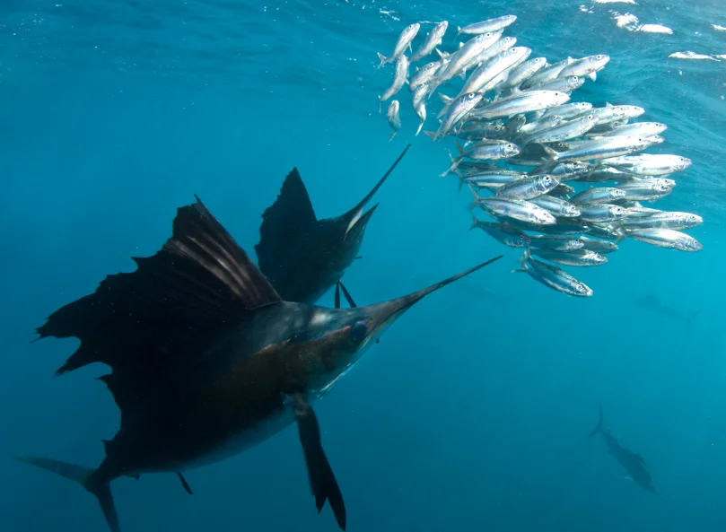fort lauderdale fishing tournament