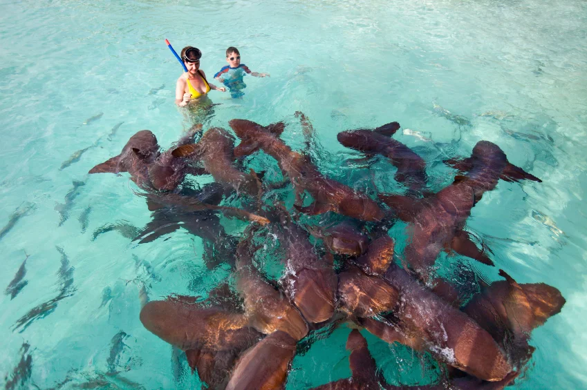 Feed the Sharks in Delray!