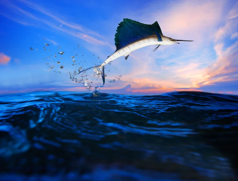 Fishing reports for south florida