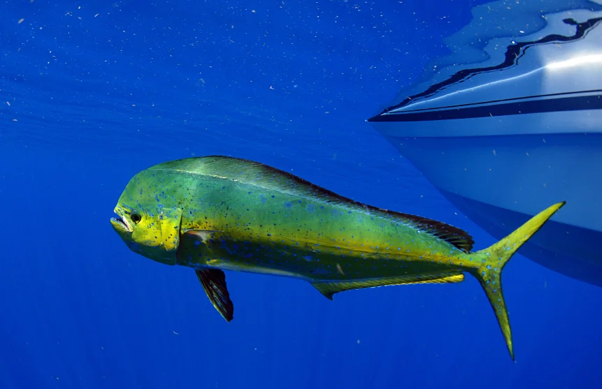 mahi_mahi_861_01