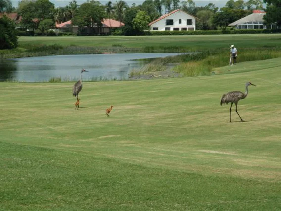 pga_national_12-cranes_568