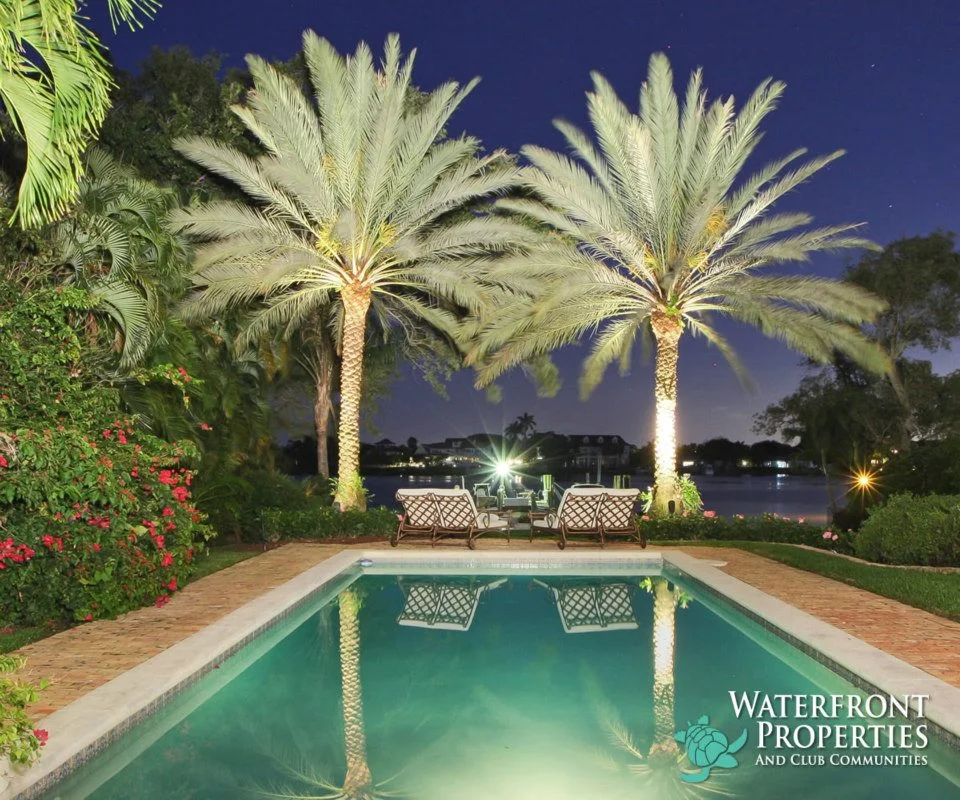 Beautiful Canary Palms Overlooking the Water