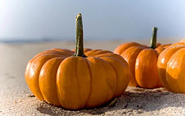 Happy Thanksgiving
