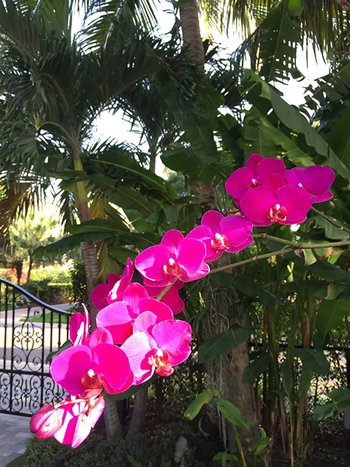 purple_orchid_667