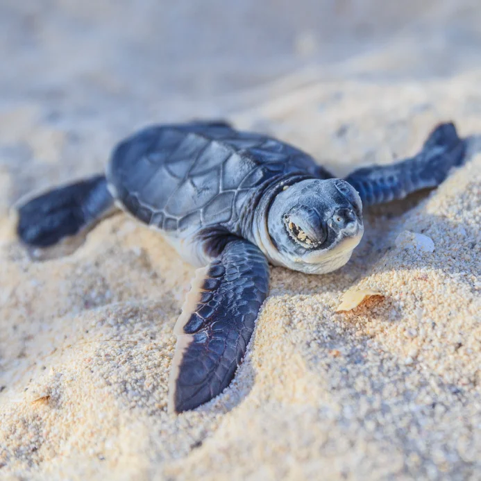 seaturtle_693