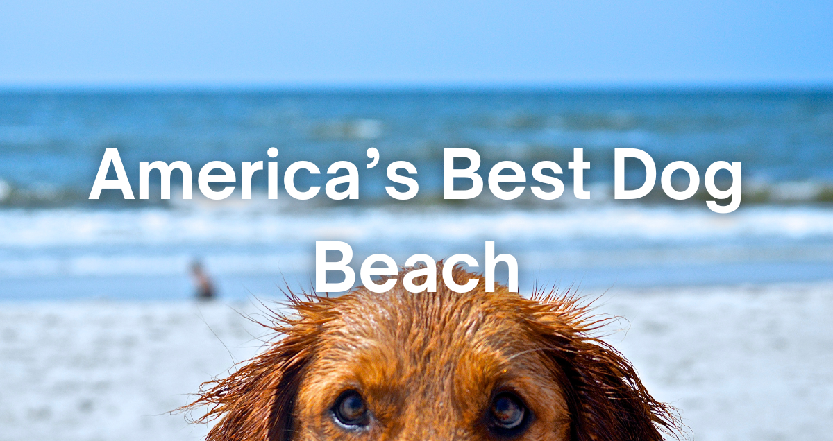a dog on the beach in Jupiter, Florida