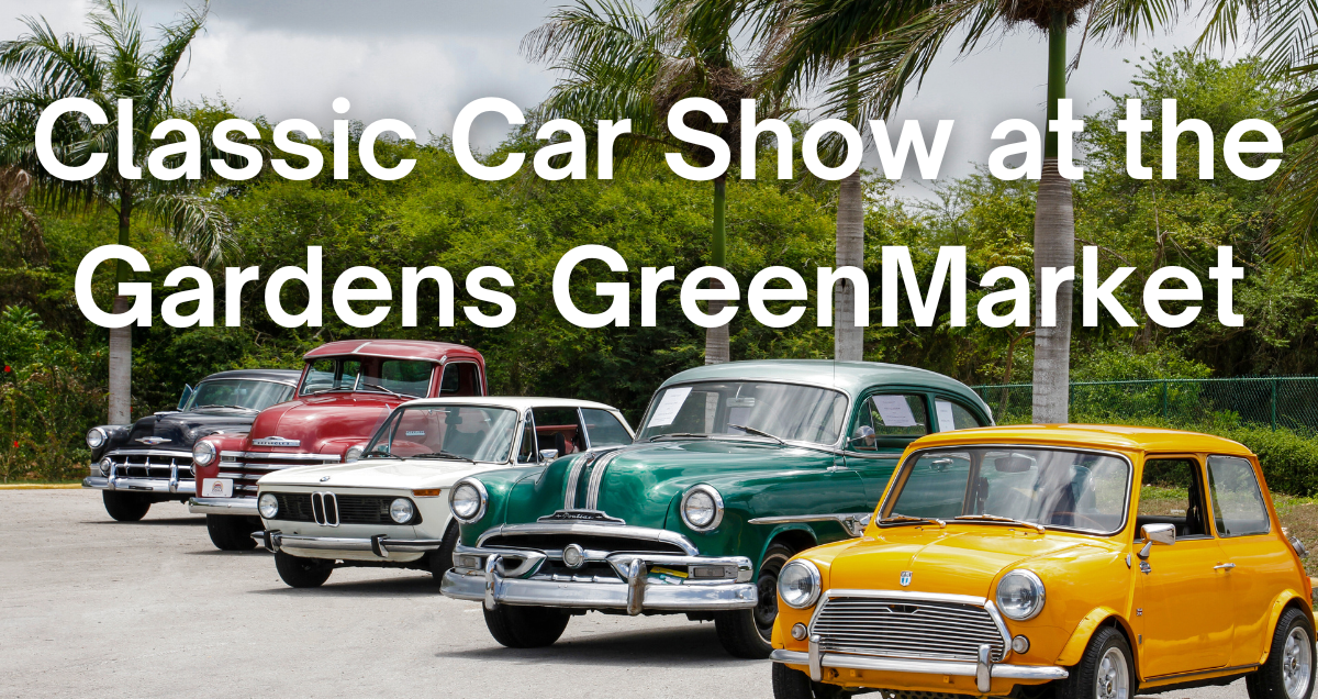some of the classic cars at th Gardens GreenMarket