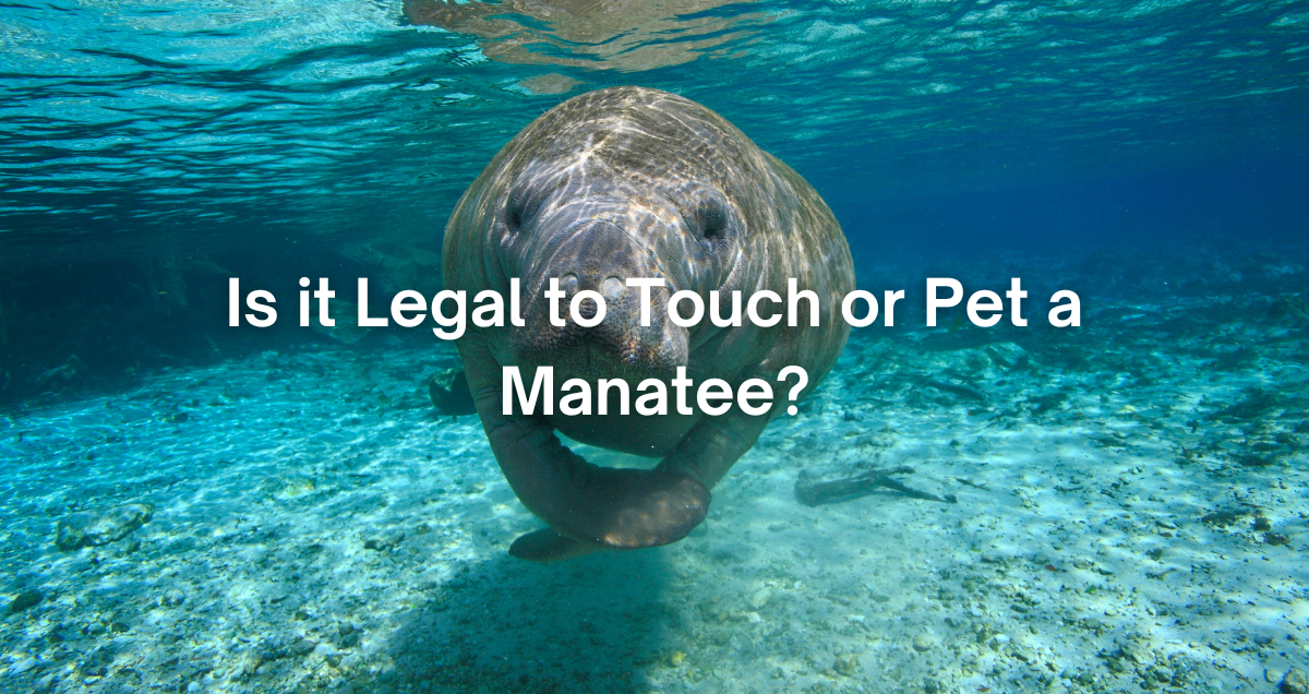 a manatee swimming near someone