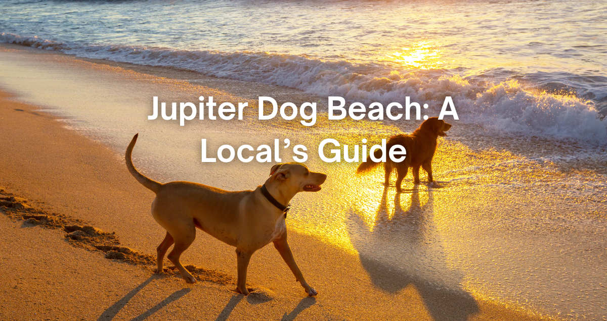 two dogs at Jupiter Dog Beach