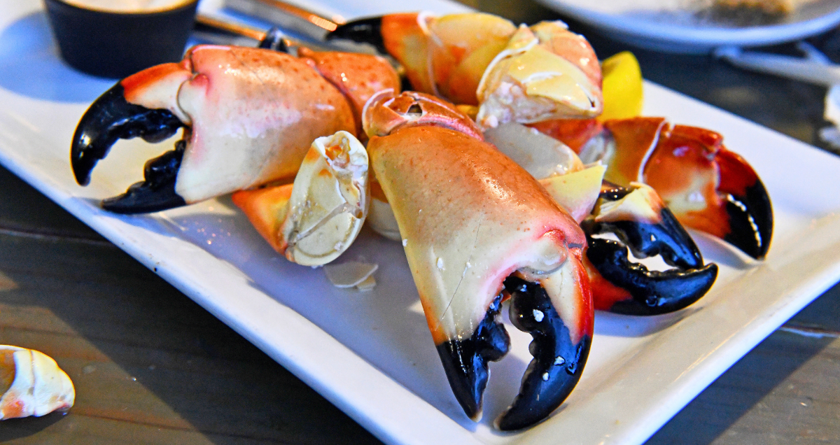 stone crab claws at a restaurant in palm beach florida